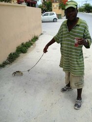 just walking my crab.jpg