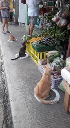 Cats flipland may 1.jpg