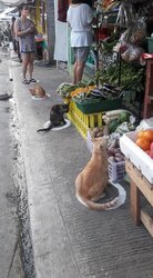 Cats flipland may 2.jpg
