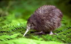 Kiwi-1-e1530261977614.jpg