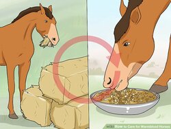 aid9172244-v4-728px-Care-for-Warmblood-Horses-Step-5.jpg