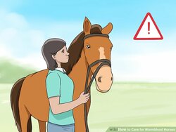 aid9172244-v4-728px-Care-for-Warmblood-Horses-Step-16.jpg
