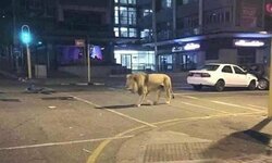lioninmini.jpg