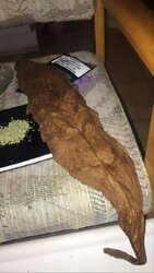 drug-Jenna-Snow-7.jpg