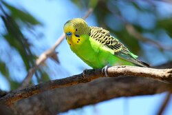 20070327201711_budgerigar.jpg
