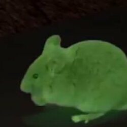 cncmouse.jpg