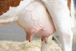 cowudder.jpg