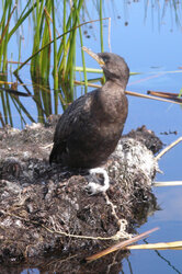 Tethered_cormorant_domesticated_fisher_Uros_Islands_Peru.jpg