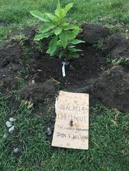 plants4.jpg