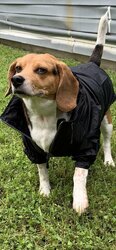 dog trenchcoatr.jpg