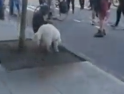 GoodBoy.PNG