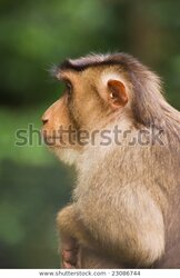 monkey-side-view-600w-23086744.jpg