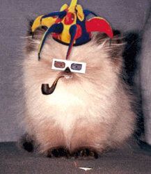 fiestacat.jpg