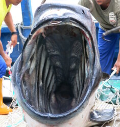 megamouth-375-cm-tl-f-hualien-8.jpeg