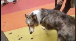 CHOPdog.PNG