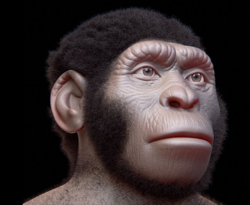 ape face model.png