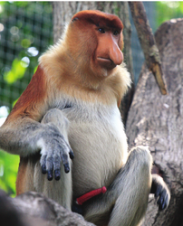 A-male-proboscis-monkey-in-the-Singapore-Zoological-Gardens.png