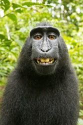 monkey selfie.png