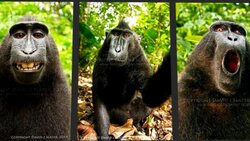 monkey selfie2.jpg