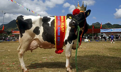 cow