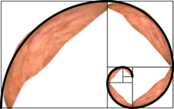 gunt perfected.png