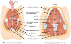 1116_Muscle_of_the_Perineum.jpg