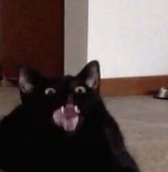 cat black laugh.jpg
