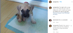 First puppy.png