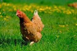 pet-chicken.jpg