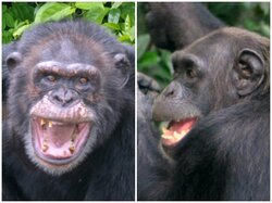 chimp_fear_face.jpg
