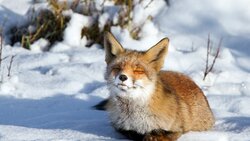 fox 2.jpg