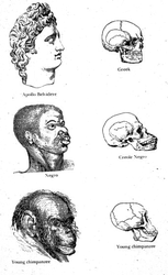 Races_and_skulls.png
