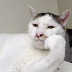 thinking cat (2).jpg