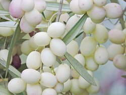 white-olive-e1576681708701.jpg