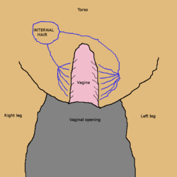 ant-view-vaginoplasty-with-hair-1.png