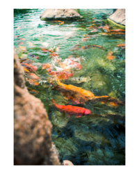 koi pond part one.png