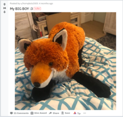fox.PNG