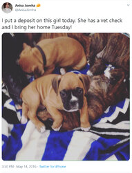 where is she putting these dogs.jpg