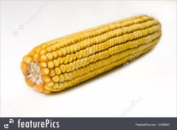 corn-cob-stock-photo-1180641.jpg