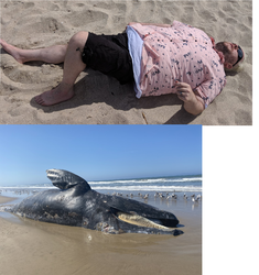 ralphawhale1.png