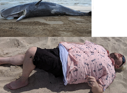 ralphawhale2.png