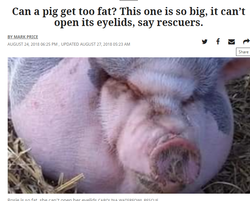ralphapig2.png