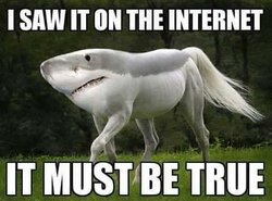 shorse.jpg