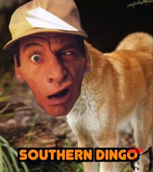 DingoEarnest.jpg
