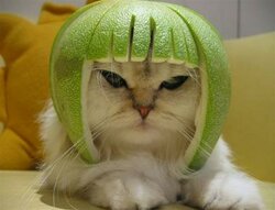 limecat.jpg