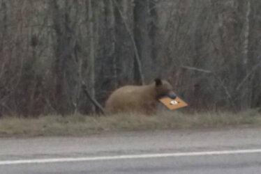 bearcomputerbear.jpg