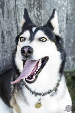 dog_02.jpg