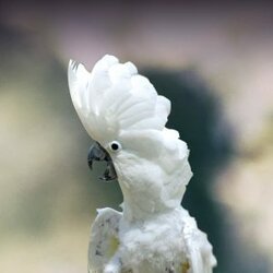 Umbrella-Cockatoo-300x300.jpg