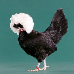 White-Crested-Black-Polish-Bantam-7393.jpg