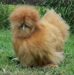 Brown-traditional-silkie-chicken--e1554166243231.jpg